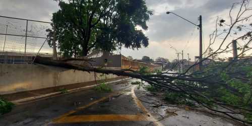 Temporal Derruba Rvores E Deixa Moradores Sem Energia El Trica Na