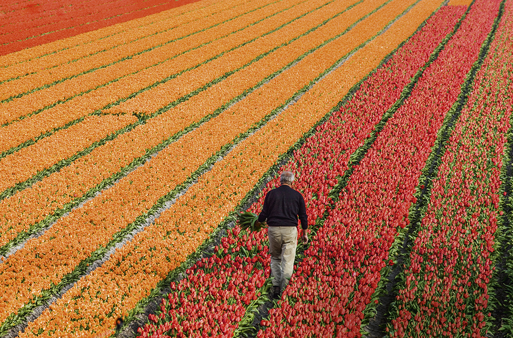 Estado De S O Paulo O Maior Produtor De Flores Do Brasil Votunews A Not Cia Em Primeiro Lugar