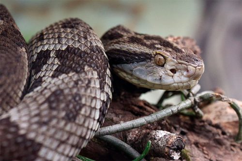 Picada de cobra em cavalo: Confira os principais sinais do problema